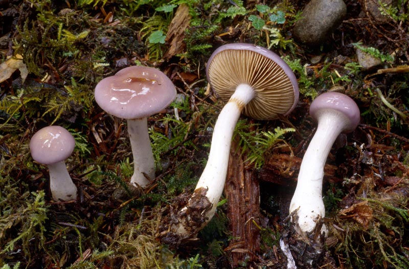 Cortinarius salor